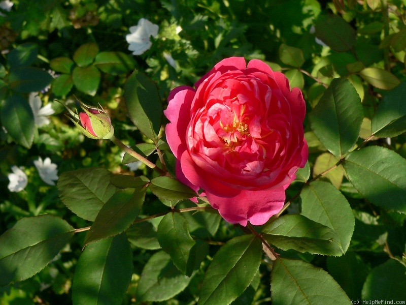 'Benjamin Britten' rose photo