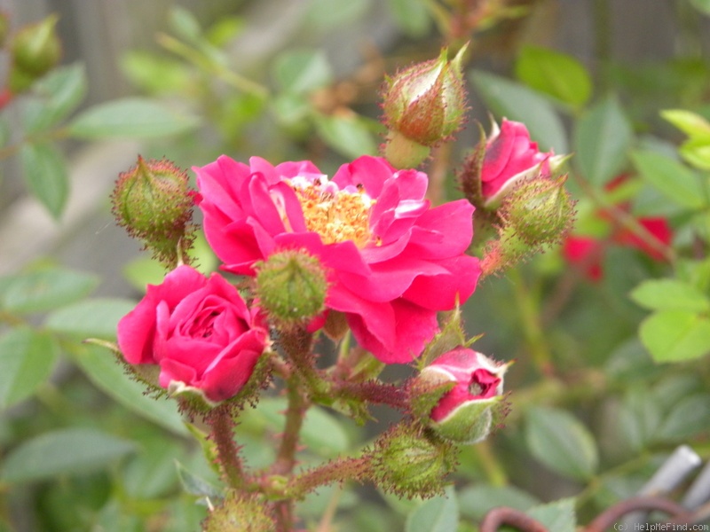 'Red Moss Rambler' rose photo