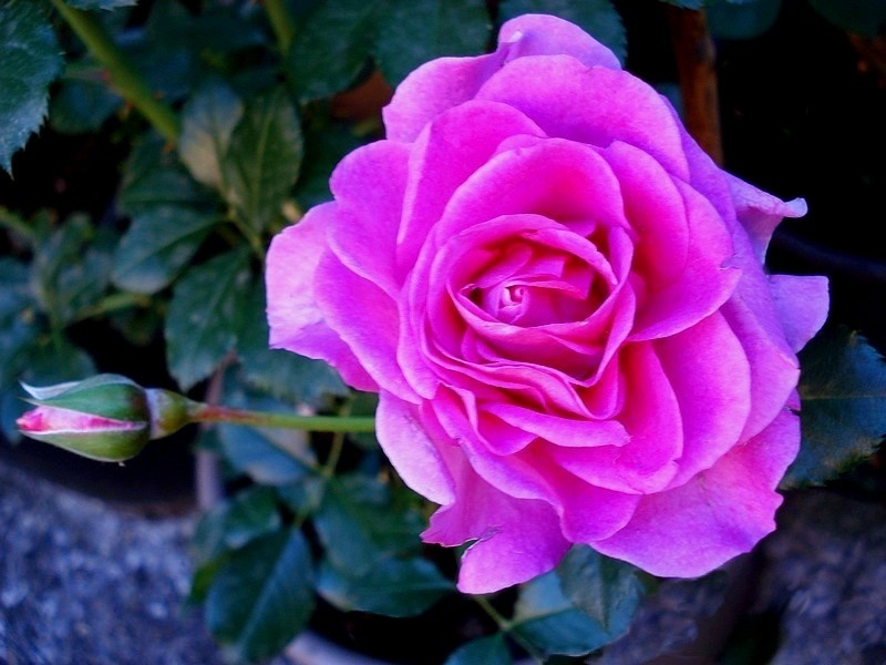 'Lavande Parfumée ®' rose, click to enlarge 'Lavande Parfumée ®' rose photo