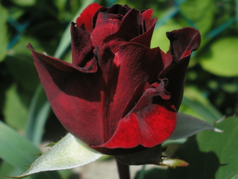 'Don Juan (large flowered climber, Malandrone, 1958)' rose photo