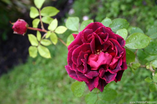 'Josephine Bruce, Cl.' rose photo
