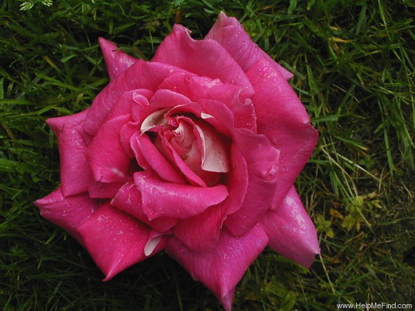 'Margarete Fuchs' rose photo