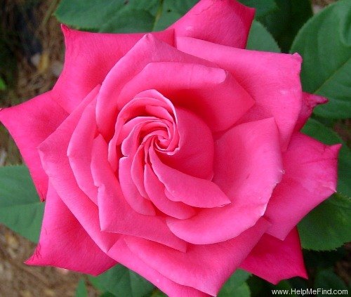 'Elizabeth Taylor' rose photo