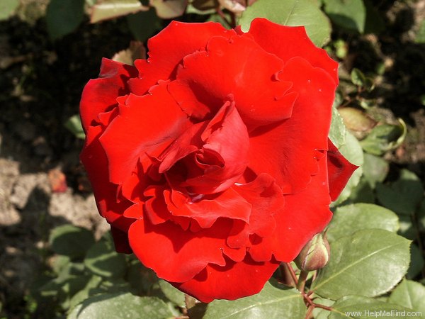 'Graf Lennart' rose photo