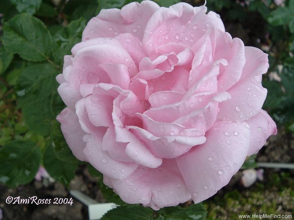 'Clara Cochet' rose photo