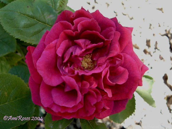 'Fisher Holmes' rose photo