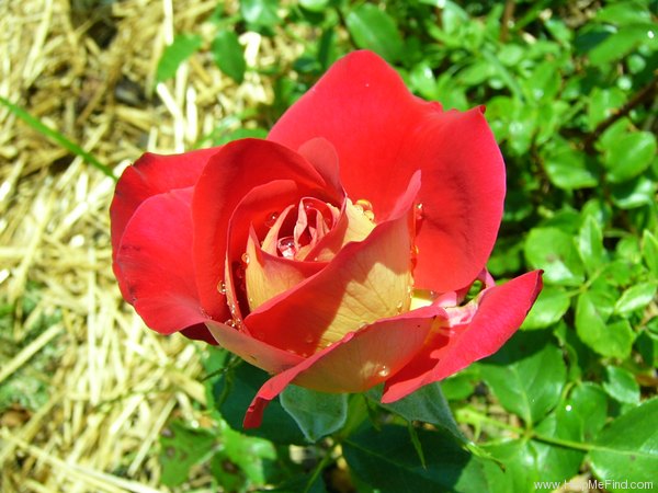 'Gipsy (floribunda, Suzuki, 1985)' rose photo