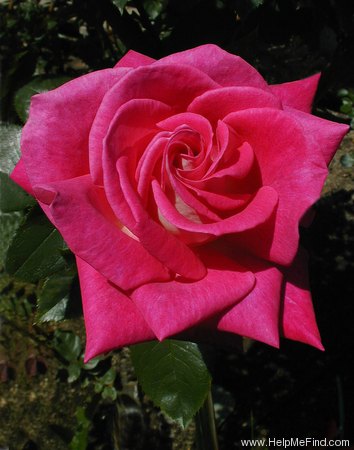 'MANpurpearl' rose photo
