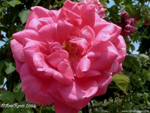 'Climbing Jules Margottin' rose photo