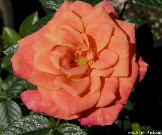 'Mander's Orange Dream' rose photo