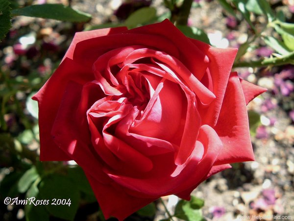 'Gén. Jacqueminot (hybrid perpetual, Roussel, 1853)' rose photo