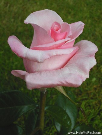 'Gerda Hnatyshn' rose photo