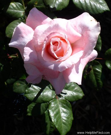 'American Honor' rose photo