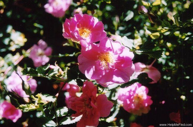 'R. californica plena' rose photo