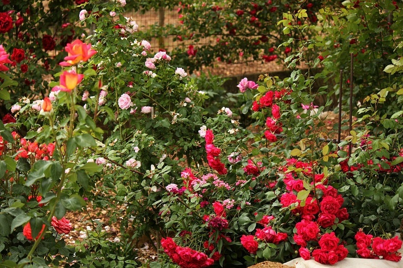 'Il giardino delle rose'  photo