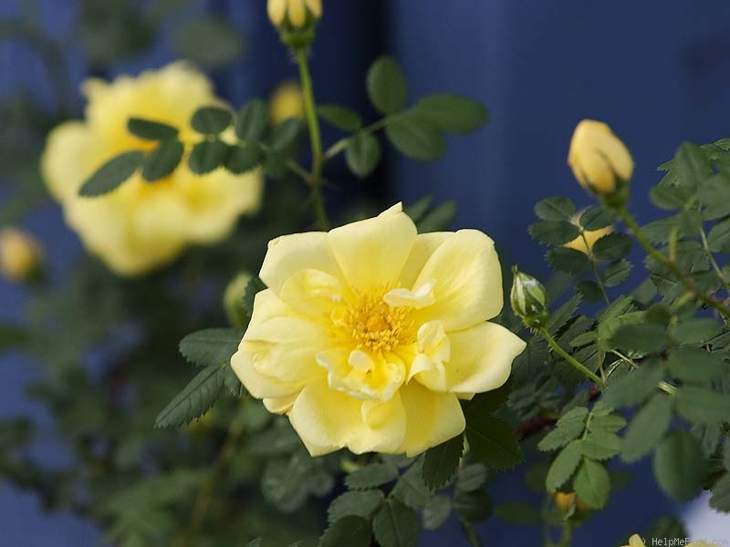 'Harison's Yellow' rose photo