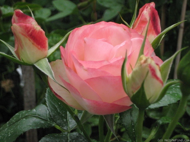 'Coretta Scott King' rose photo