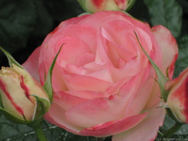 'Coretta Scott King' rose photo