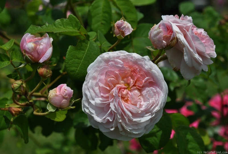 'Allegra' rose photo