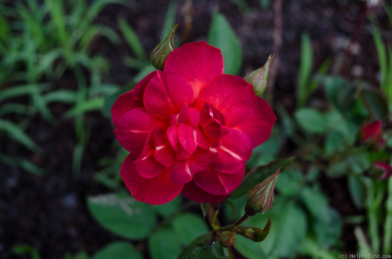 'Dragon's Blood' rose photo