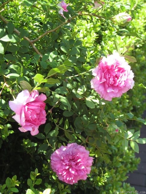 'Chestnut Rose' rose photo