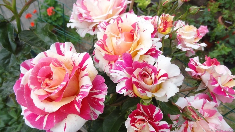 'Vanille Fraise ®' rose photo