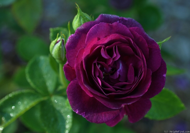 'Twilight Zone (grandiflora, Carruth 2011)' rose photo