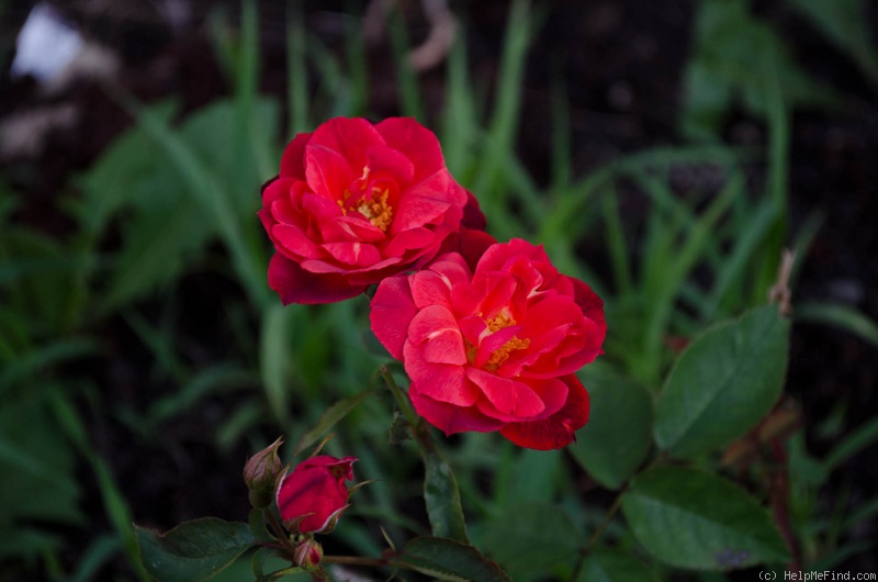 'Dragon's Blood' rose photo