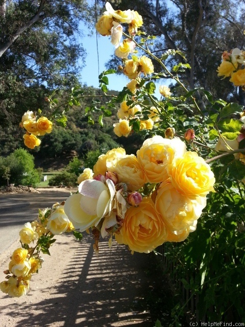 'Graham Thomas' rose photo