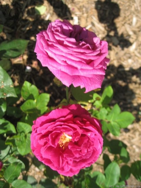 'Madame Victor Verdier' rose photo