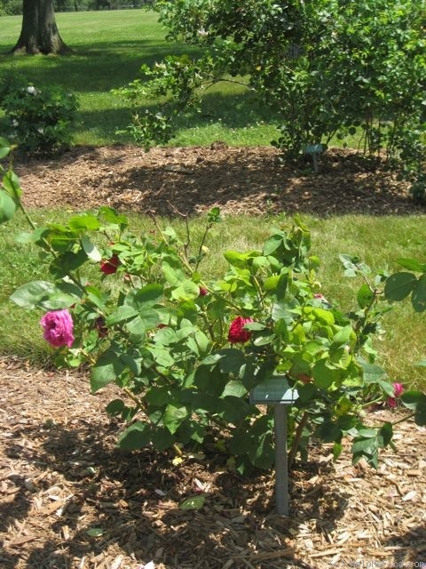 'Madame Victor Verdier' rose photo