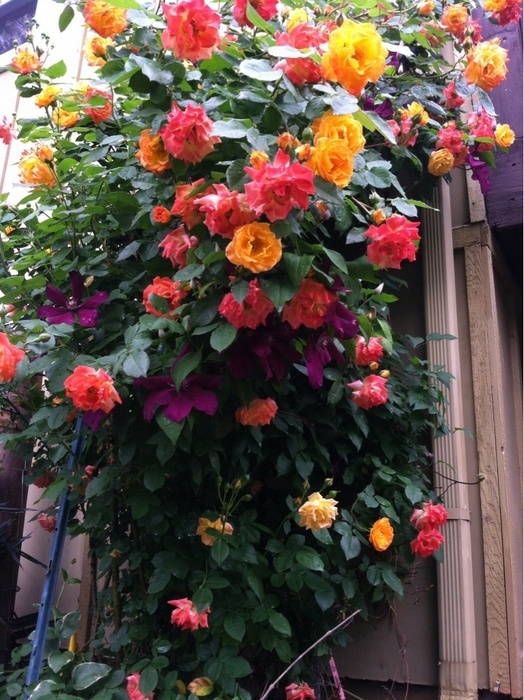 'Gascogne rose garden'  photo