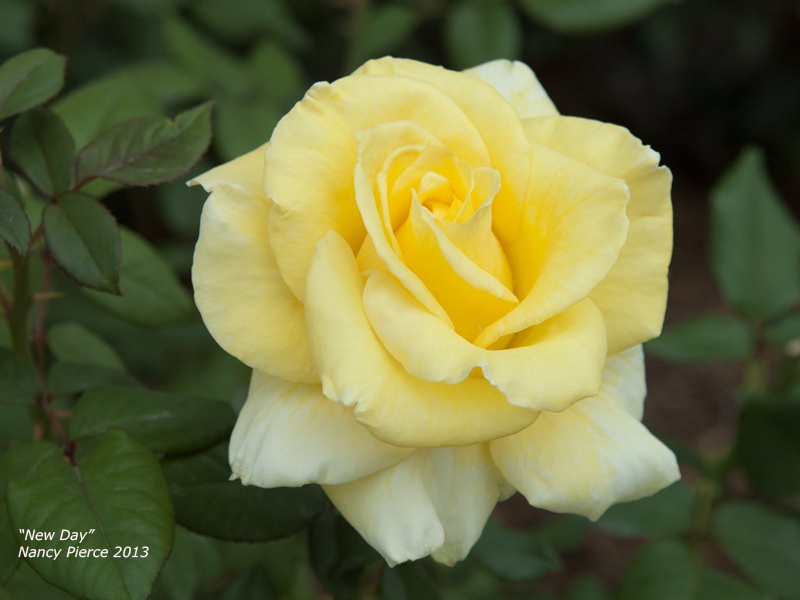 'New Day' rose photo