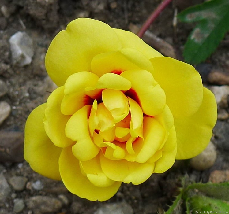 'Tigris (hybrid hulthemia, Harkness, 1975)' rose photo