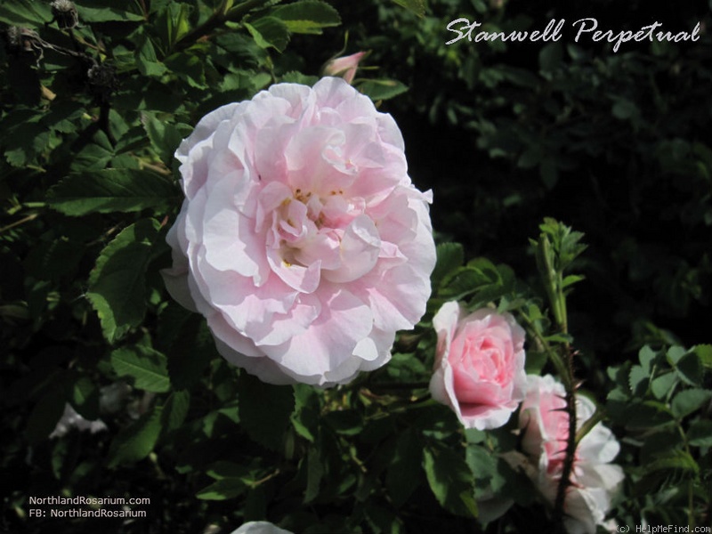 'Stanwell Perpetual (Spinosissima, Lee before 1821)' rose photo