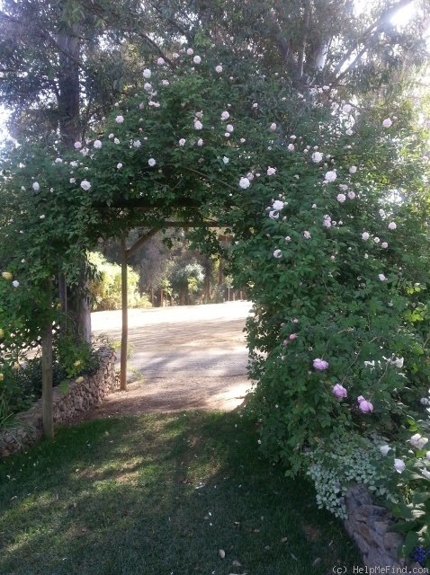 'Cécile Brunner, Cl. (cl. polyantha, Hosp, 1894)' rose photo