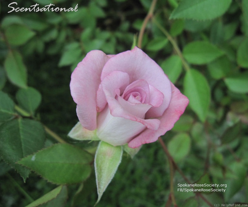 'Scentsational ™' rose photo