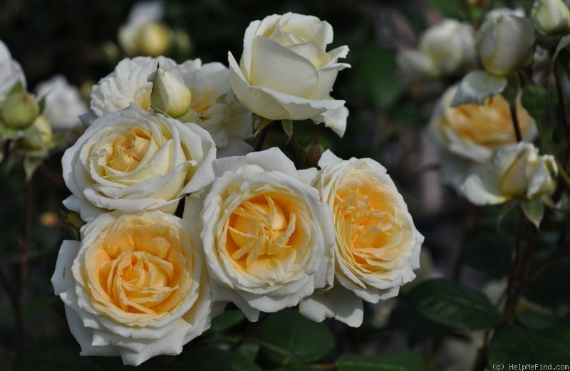 'Manuel Canovas ®' rose photo