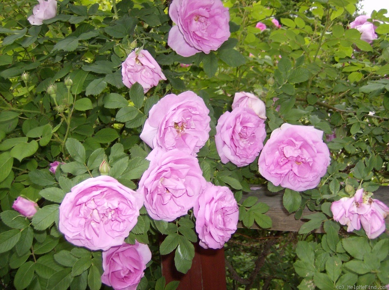 'Wasagaming' rose photo
