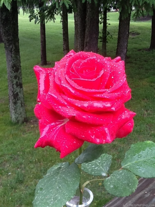 'Veterans' Honor®' rose photo