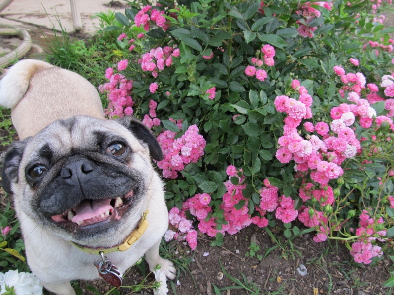 'Tammy's Tennessee Garden'  photo