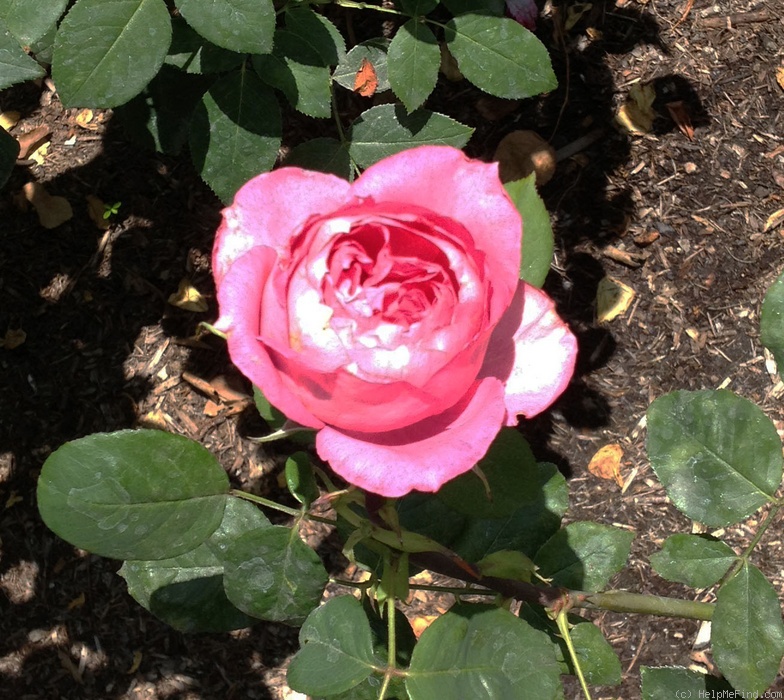 'Vernon Love' rose photo