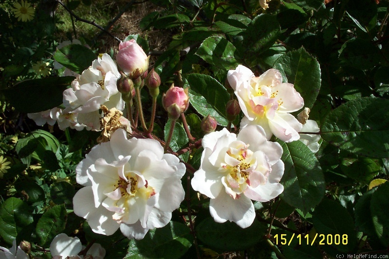 'Trier (Hybrid Multiflora, Lambert, 1904)' rose photo