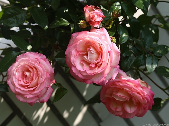 'Harlekin ™ (LCl, Kordes 1986)' rose photo