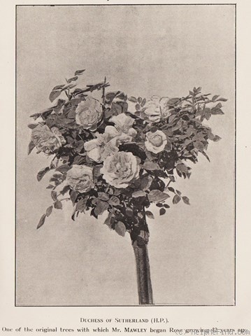 'Duchess of Sutherland (hybrid perpetual, Laffay 1839)' rose photo