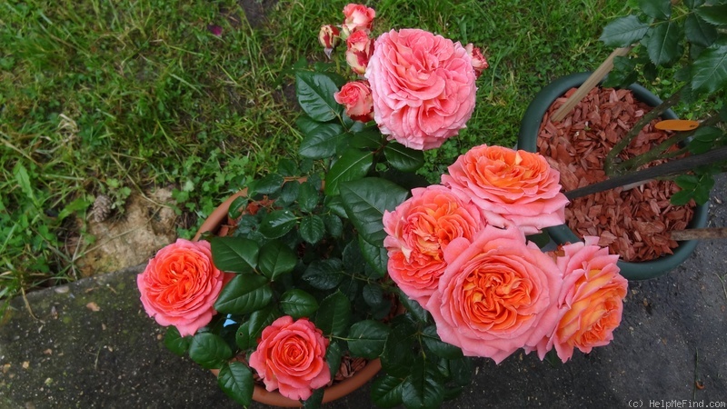 'Notre Dame du Rosaire ®' rose photo