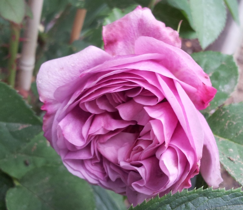 'Anke' rose photo