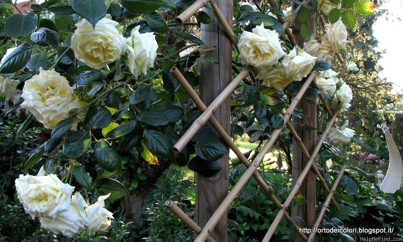 'Elfe ® (LCl, Evers/Tantau, 2000)' rose photo