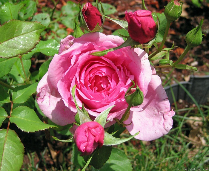 'Simon Estes' rose photo