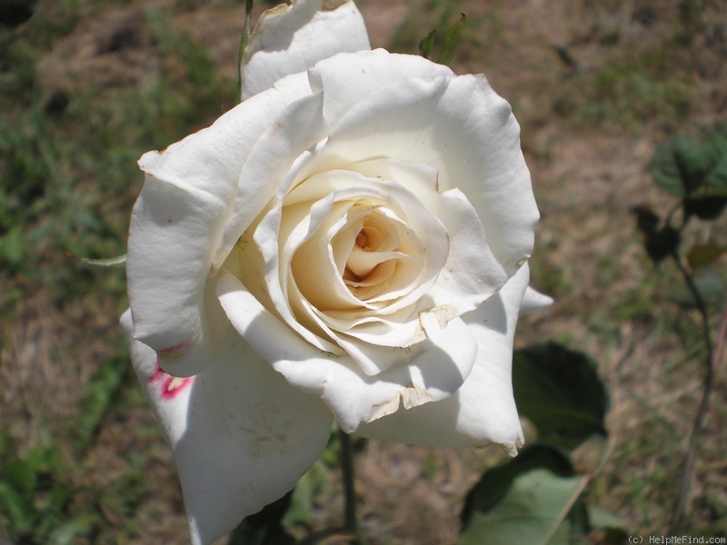 'LENip' rose photo